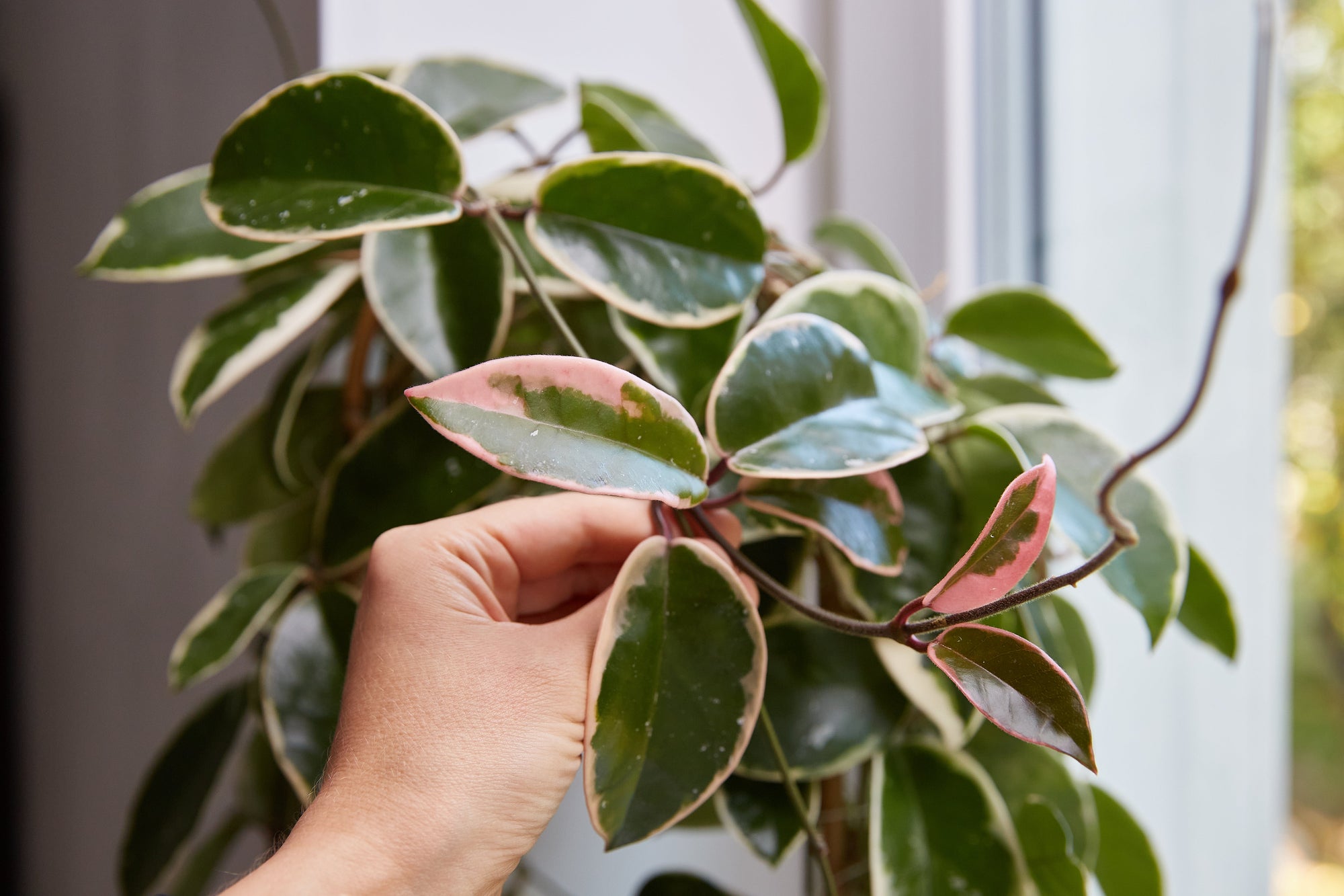 Holding a Hoya leaf by a window