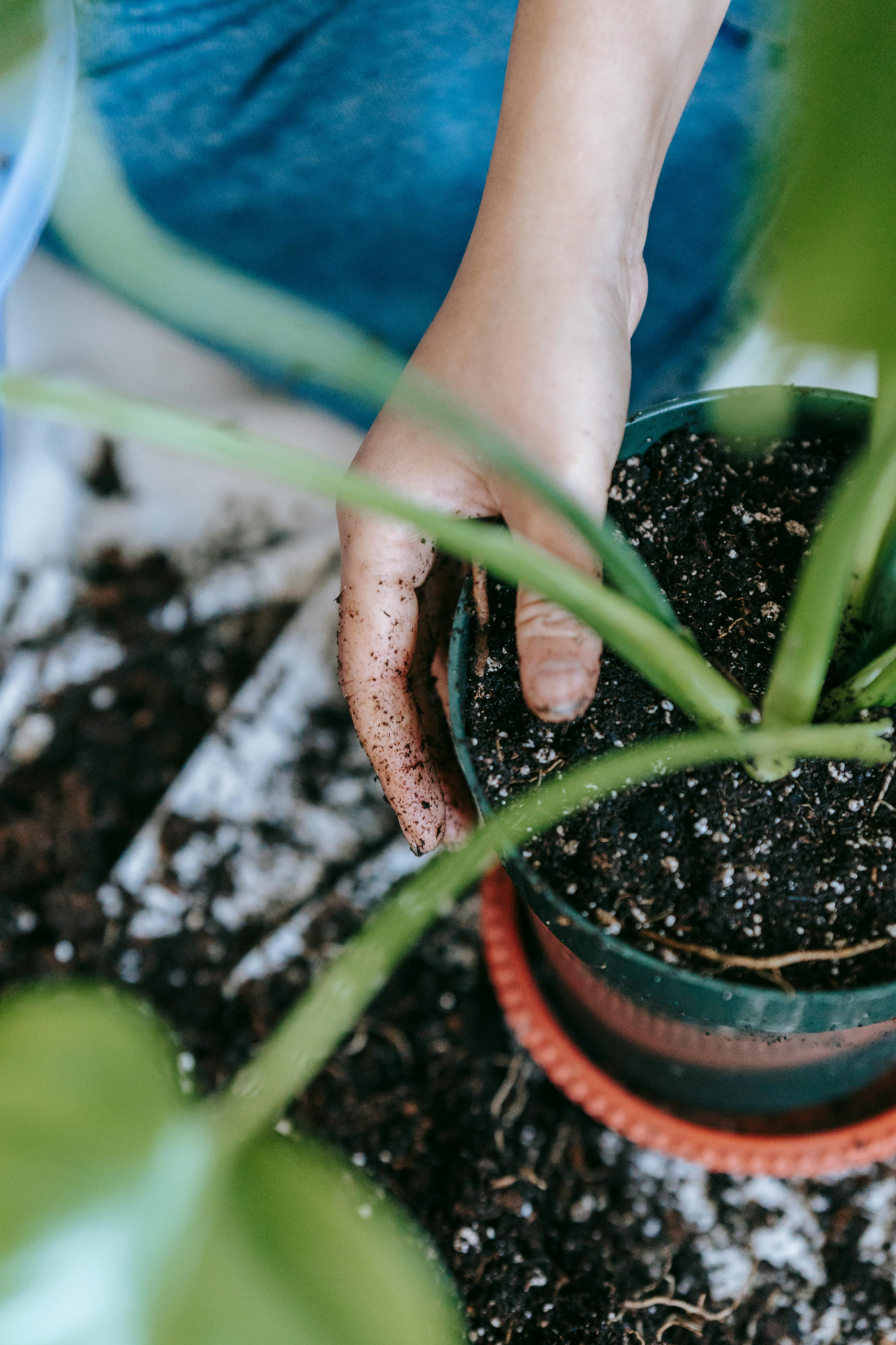 Spring Is Here. Your Plants Know It Before You Do.
