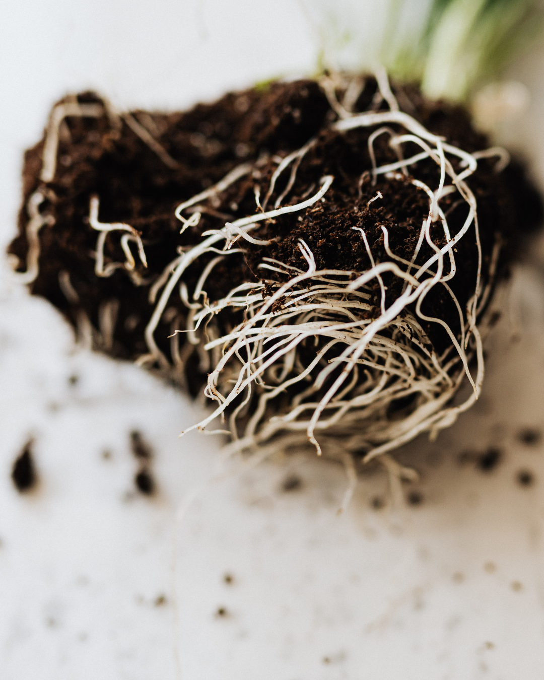 Seed Starting Workshop