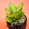 Small potted plant with green leaves in a decorative pot on an orange background