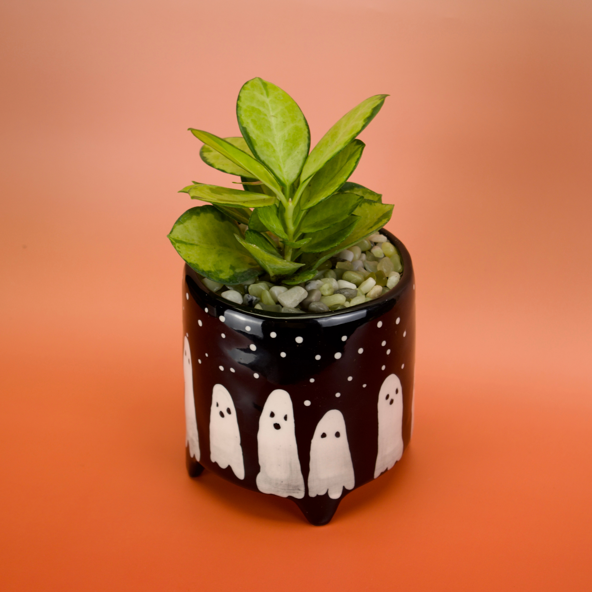 Potted plant in a decorative pot with ghost designs on an orange background