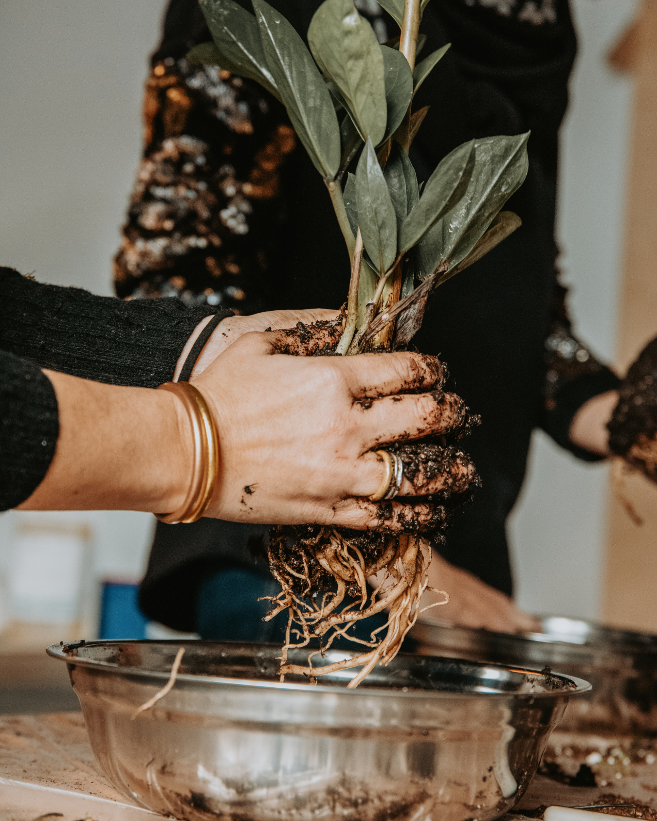 Person holding a potted plant with soil, wearing a gold bracelet.